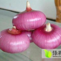 山东巨野红皮洋葱一百多亩 现已分级装袋