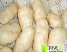 新疆奇台夏波蒂土豆8月可上市