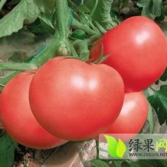 山西壶关硬粉西红柿8月份上市