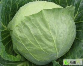 内蒙古喀喇沁旗中甘21甘蓝要上市了