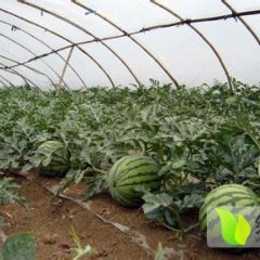 辽宁凌海甜王西瓜东花孙建