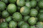 湖北钟祥地雷瓜：官庄湖吕俊