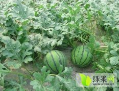 湖北省黄冈市专业种植8424冰糖麒麟西瓜