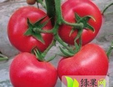 山西榆次齐达利西红柿大量上市