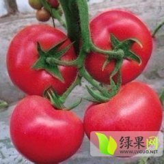 山西榆次齐达利西红柿大量上市