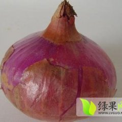 山东惠民红皮洋葱量大 价格便宜