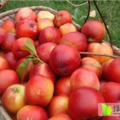 山东费县曙光：大田庄杨庆龙