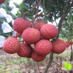 专业代收出口品质荔枝【双肩玉荷包】