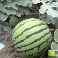 辽宁凌海奥巴系列西瓜现在可以收购，价格面议