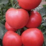 山东海阳万亩二茬硬粉西红柿大量上市