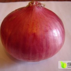 山东巨野红皮洋葱即将上市