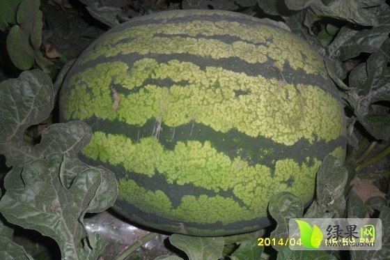 2014年河南睢阳冠龙价格