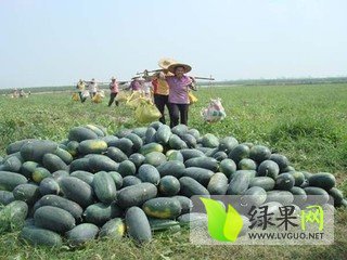 黑美人价格
