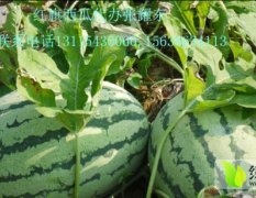 黑龙江北林晨露182早熟西瓜7月10日大量上市