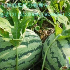 黑龙江北林晨露182早熟西瓜7月10日大量上市
