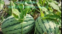 黑龙江北林晨露182早熟西瓜7月10日大量上市