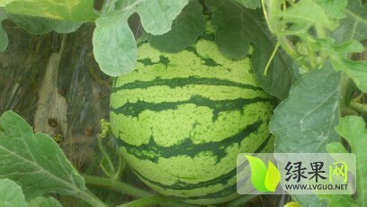 浙江余姚8424西瓜：三七市陆凯