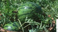 湖北钟祥每年6到9月盛产西瓜