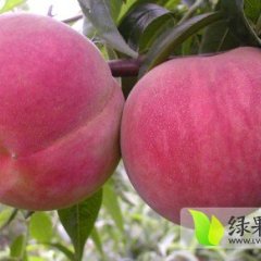 山东安丘仓方早生蜜桃七月份开始大量上市
