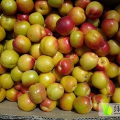 新疆皮山棵杍榔杏子上市了