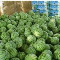 陕西大荔京欣：两宜镇肖飞