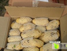 山东肥城荷兰十五土豆 自产自销 物美价廉