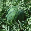 福建三元8424西瓜：莘口镇小邓