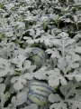 辽宁新民地雷瓜：小梁山王俊强