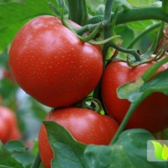 山东平度金鹏西红柿新鲜上市了，价格便宜