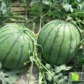 山东成武自己种植花皮无籽西瓜量大价格低