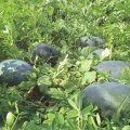 临渭黑皮无籽西瓜成熟 产地提供食宿及联系货运