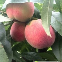 陕西突围脆密桃种植基地