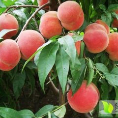 山东安丘仓方早生蜜桃年7月1号左右上市