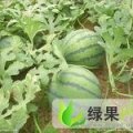 辽宁地雷瓜：梁山镇老潘货站