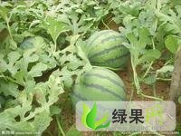 辽宁地雷瓜:梁山镇老潘货站