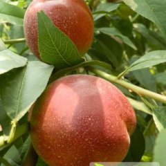 山西省运城市盐湖区王范乡中油四号油桃