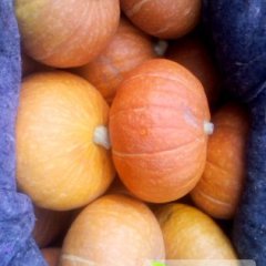 山东苍山金红冠南瓜：金色金农蔬菜有限公司