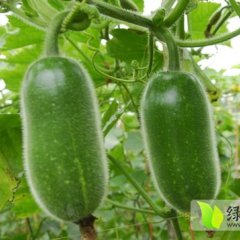 山东郯城小冬瓜：红花镇岳崇潮