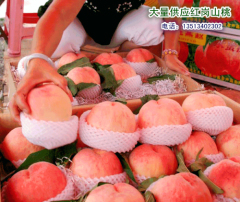 河北保定红岗山精品大桃大量上市中，价格合理