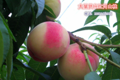 大量供应河北保定套袋桃子，京红精品大桃