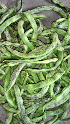 供应:辽宁新民花豆角上市品质优 价格低