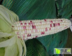湖北沙市今年种植2000亩花甜糯玉米 6月上市