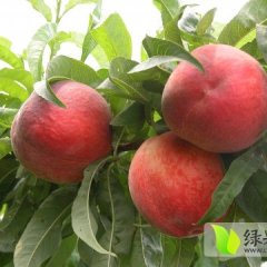 山东蒙阴春雪蜜桃 产量大，质量高