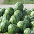 内蒙古科尔沁地雷瓜8-9月大量上市
