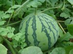 四川彭州8424西瓜基地直供 无代办费