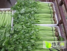 山东东昌府法国皇后芹菜批发基地