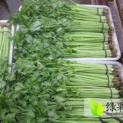 山东东昌府法国皇后芹菜批发基地