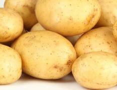 山东胶州荷兰十五土豆已开始上市