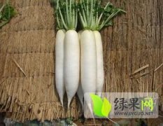 山东泰安东平出售白萝卜301品种