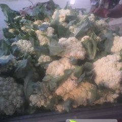 江苏沛县白面青梗松花菜：河口镇曾宪涛